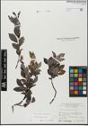 Foto von Salix glabra Scop.